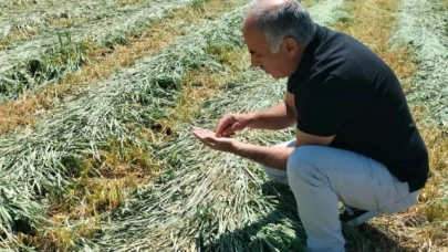 Yem Bitkileri Arazi Kontrolleri Devam Ediyor