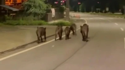 Aç kalan domuzlar ilçe merkezine indi