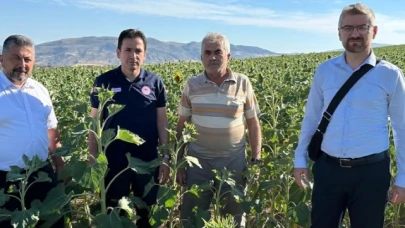 Ayçiçeği Tohumları Amasya'da Yetişiyor