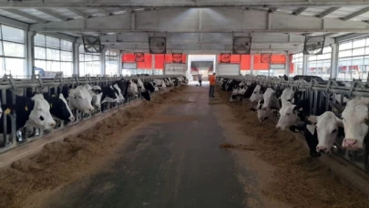 Damızlık Sığırlarda Tip Sınıflandırma Çalışmalarını Sürüyor