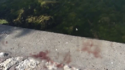 Feci cinayet: Önce bıçakladılar, sonra denize attılar