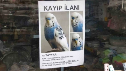 Muhabbet kuşunu bulmak için her yere kayıp ilanı astı