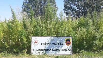 159 bin kök kenevir ele geçirildi