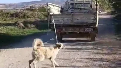 Amasya Valiliği'nden 'köpeğe eziyet' açıklaması: "Şüpheli yakalandı"