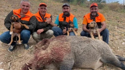 Avcılar 234 kiloluk yaban domuzu avladı