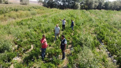 Çelik, kapya biber ve patlıcan hasadına katıldı