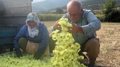 Fiyatı Gram Altınla Yarışıyor
