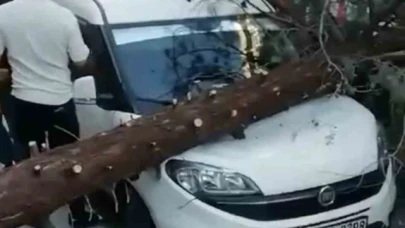 Park halindeki aracın üzerine ağaç devrildi