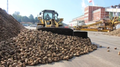 Amasya Şeker Fabrikası 71 yıldır üretimde: Şeker pancarının tatlı yolculuğu