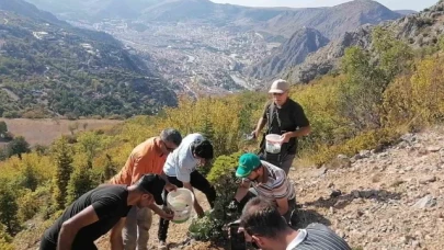 Amasyalı örnek aile 100 kilo meşe palamudu dikti