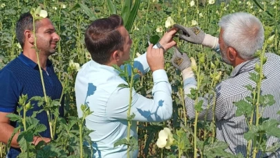 Kartal, Kışlabeyi Köyü’nde bamya hasadına katıldı