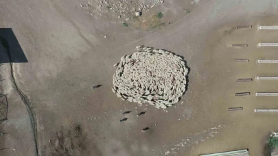 Koyunlarla koçlar peş peşe döndü, o anlar havadan görüntülendi