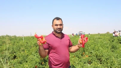 Şanlıurfa'da acı biberin hasadı sürüyor