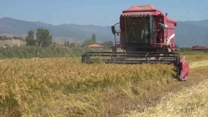 Taşova'da çeltik hasadı başladı