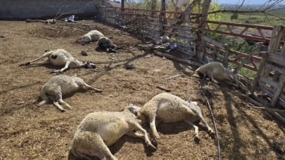 Suluova'da ağıla giren kurtlar, koyun sürüsünün yarısını telef etti