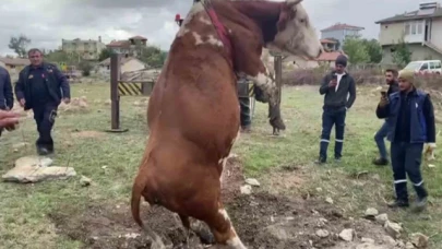 Suluova'da çukura düşen inek vinç yardımıyla kurtarıldı