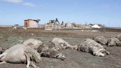 Sürüye saldıran kurtlar 100 koyunu telef etti