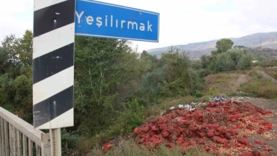 Yeşilırmak Nehri'nin kıyısına çuvallar dolusu soğan ve patlıcan döküldü
