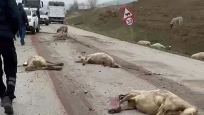 Suluova'da freni patlayan kamyon sürüdeki 17 koyunu telef etti