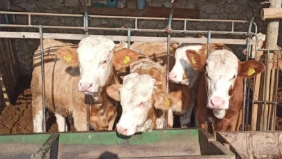 Amasya DSYB'nin Suni Tohumlama Faaliyetleri Sürüyor