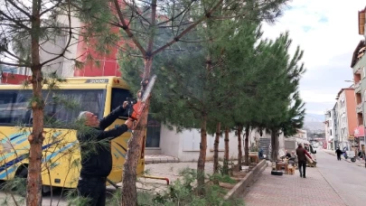 Taşova Belediyesi’nden Ağaç Budama Çalışmaları