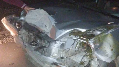 Trafik kazasında 4 hayvan telef oldu