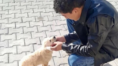 Amasya'da patili dostlar sahiplendiriliyor