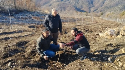 Ceviz fidanlarına kontrol gerçekleştirildi