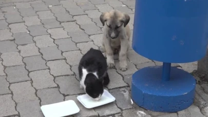 Kedi ve köpeğin görüntüsü soğuk havada yürekleri ısıttı