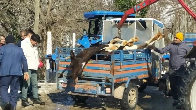 Ahırda çıkan yangında 5 büyükbaş hayvan telef oldu