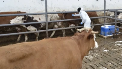 İlkbahar Dönemi Şap Aşılama Kampanyası Başladı