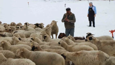 Emektar çoban koyunlara yaz kış kaval çalıyor