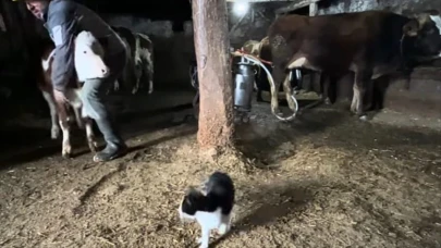 En renkli ahır bakımı: Hayvanlarını böyle yetiştiriyor
