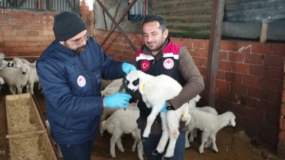 Aşılama ve küpeleme çalışmaları devam ediyor