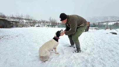 Öğretmenlikten vazgeçti, av köpeği eğitiyor