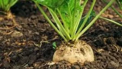 Şeker Pancarı Tohum fiyatları değişmedi!