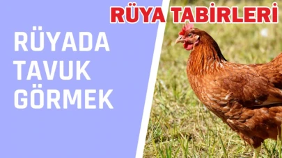 Rüyada Tavuk Görmek Ne Anlama Geliyor?