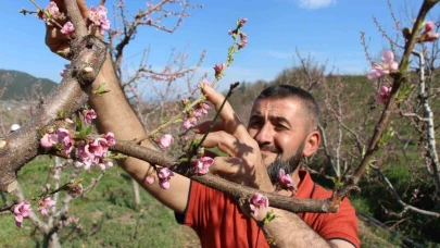 Ağaçların hepsini soğuktan korumak için dondurmuştu, tomurcukların yüzde 80’i çiçek açtı