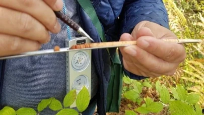 Ulusal Orman Envanteri Hizmet Alımı