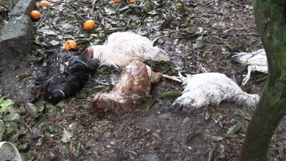 Sokak köpekleri kümeste katliam yaptı