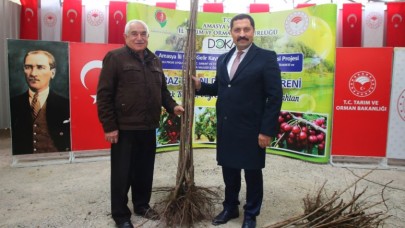 22 BİN 200 ADET KİRAZ FİDANI DAĞITILDI