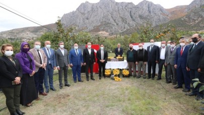 370 HEKTAR ALANDA CENNET HURMASI HASADI YAPILDI