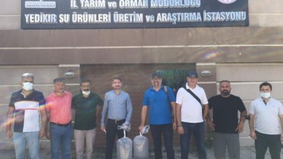 43 SU KAYNAĞINA 2,5 MİLYON YAVRU SAZAN BALIĞI BIRAKILACAK
