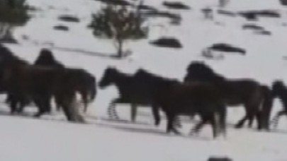 AKDAĞ OVACIK BÖLGESİNDEKİ YILKI ATLARI GÖRÜNTÜLENDİ