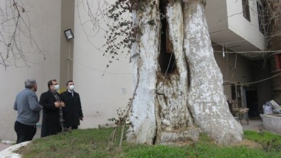 ASIRLIK ÇINARLAR İÇİN GİRİŞİMDE BULUNULACAK