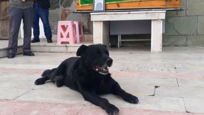 "BALİ" ADLI KÖPEK SAHİBİNİN TABUTUNUN BAŞINDAN AYRILMADI