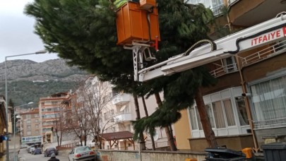 BELEDİYE EKİPLERİ BUDAMA ÇALIŞMALARINI SÜRDÜRÜYOR