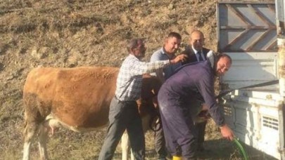 CANIBEK’İN DİKKATİ HAYVANI KURTARDI