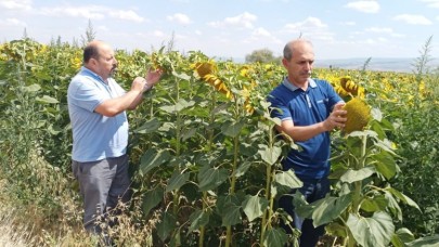 ÇAYIR TIRTILI ZARARLISINA KARŞI SAHA DENETİMİ DEVAM EDİYOR