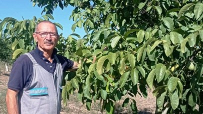 CEVİZ HASADI DEVAM EDİYOR